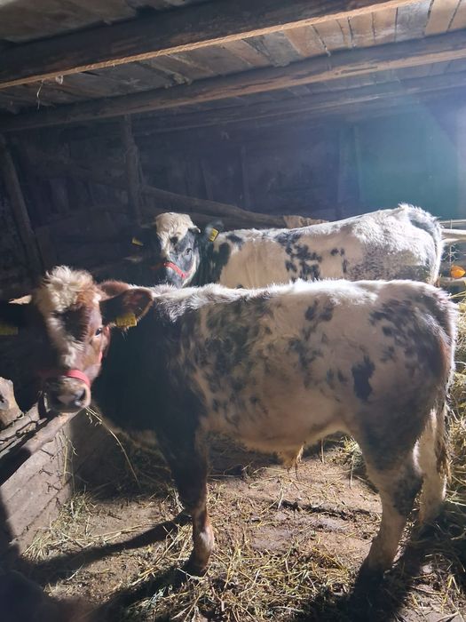 Vitea si tauras de vanzare