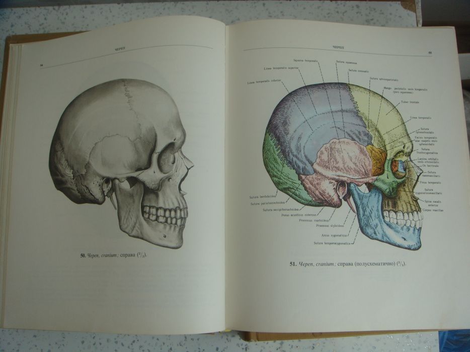 Атласи по анатомия на човека Синелников в 3 тома, Атлас цветен
