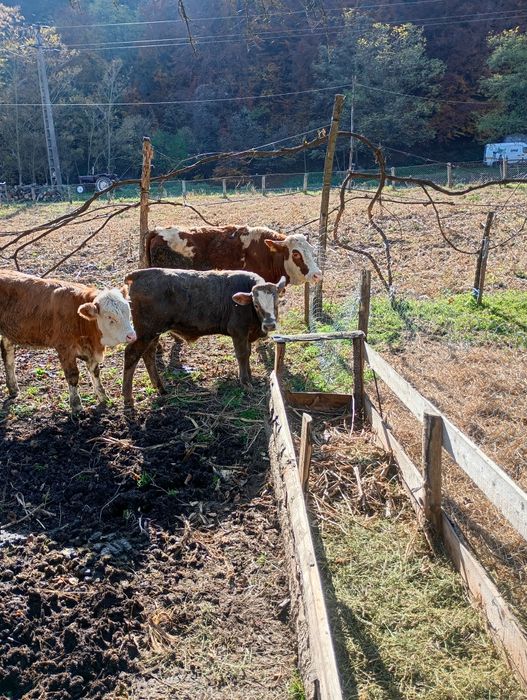 De vânzare 2 vițele și un tăuraș