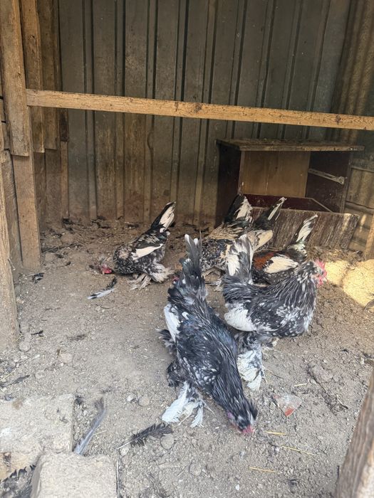 Япоп хурозлар хаммаси шу йилги жужалар