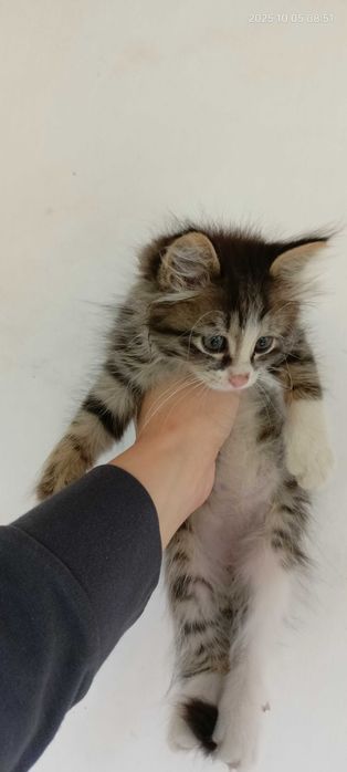 Котята мальчики 2 месяца