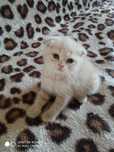 Продаются породистые котята  короткошорстные. Скотиш Фолд и Скотиш Стр