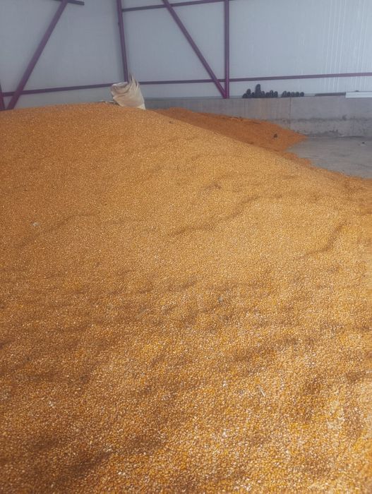 Vând porumb sticlos