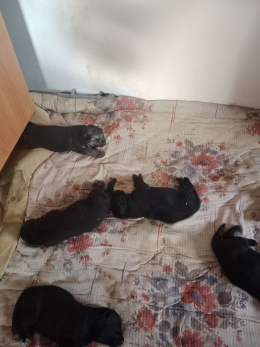 Продам щенят немецкий овчарка