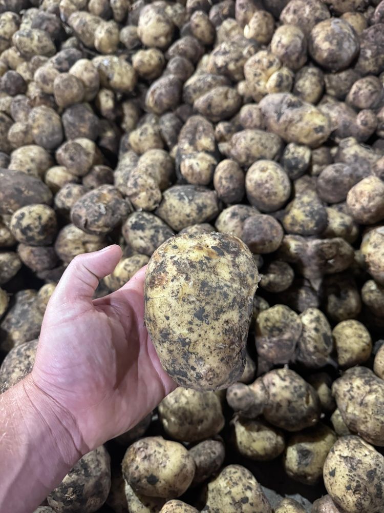 Продажа свежего картофеля