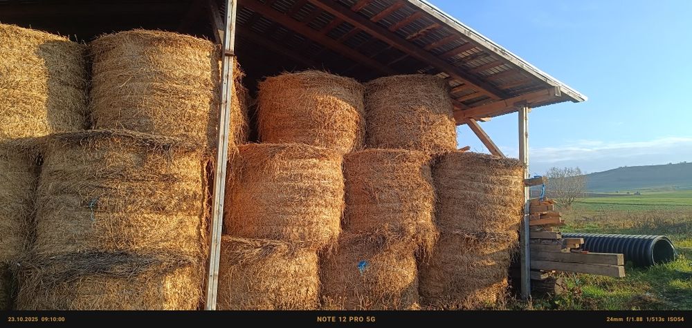 Vând baloți de lucernă și fan