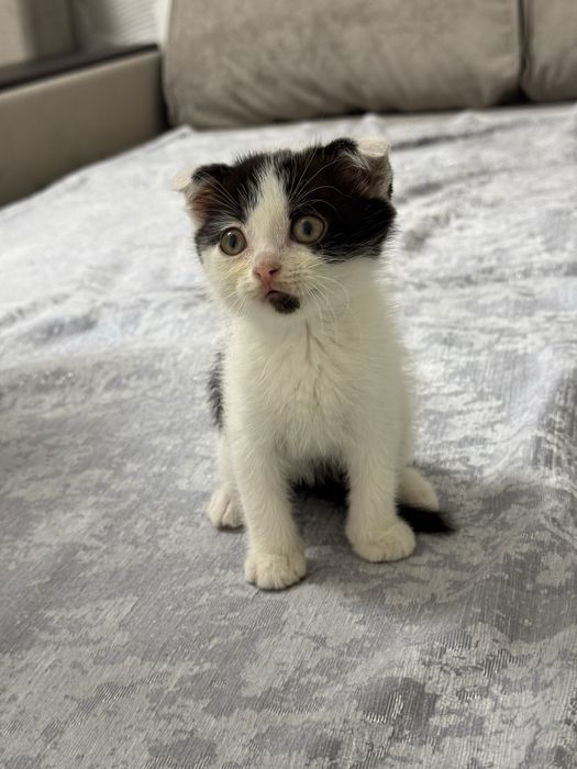 вислоухие малыши шотландцы