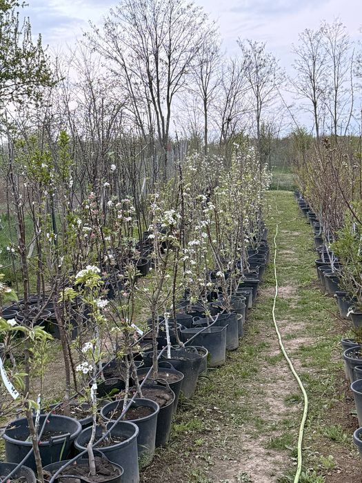 Pomi fructiferi ! Pomi pe rod !