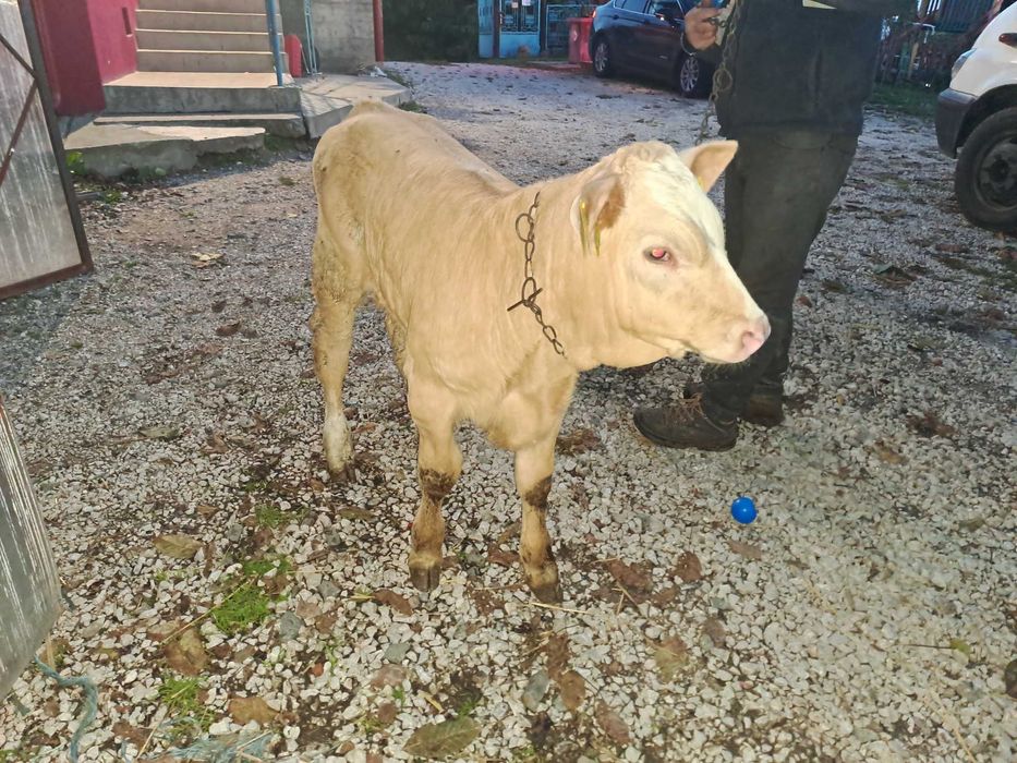 Vând vițel de 6 săptămâni