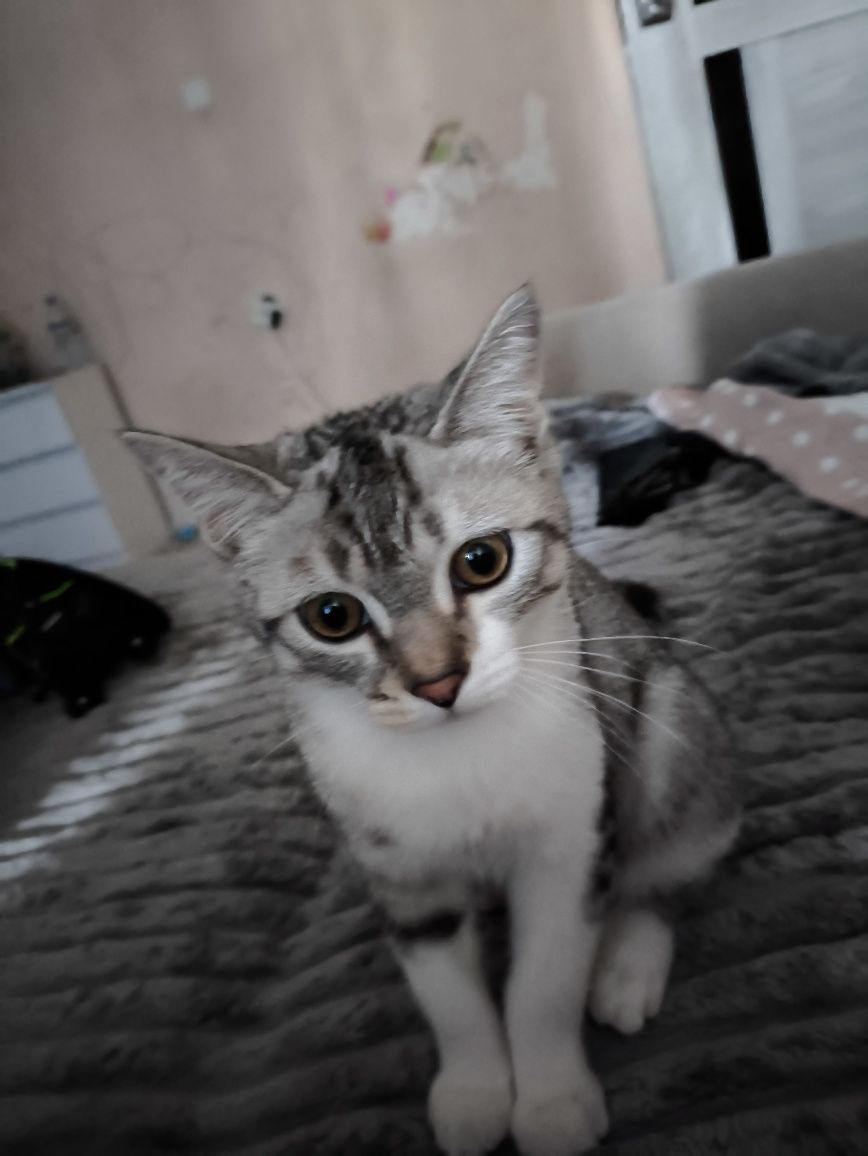 Скоттиш Страйт котёнок 3 месяцев
