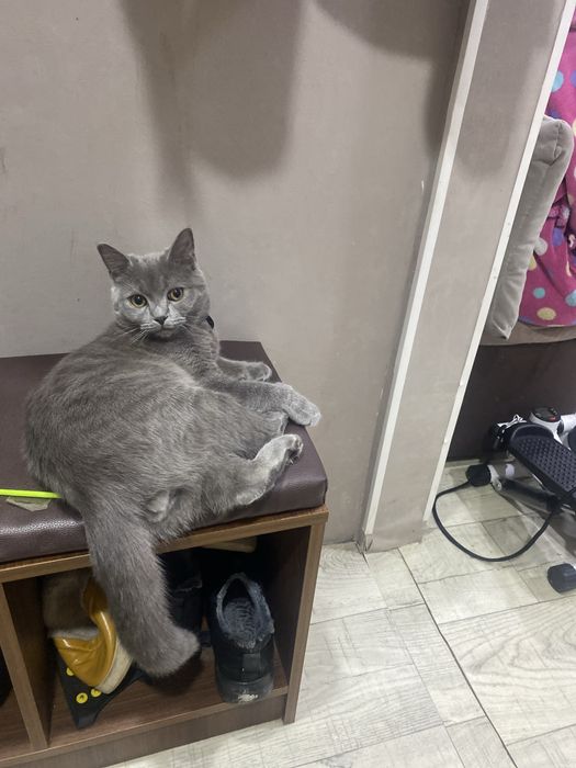 Отдам котенка в хорошие руки