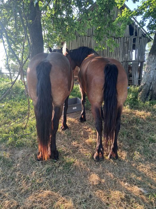 Vand iapa si manza  , nu fac cadou