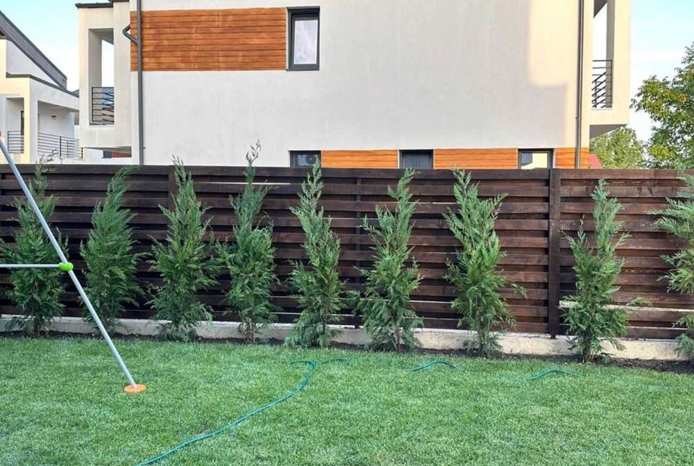 Tuia leilandi plante ornamentale