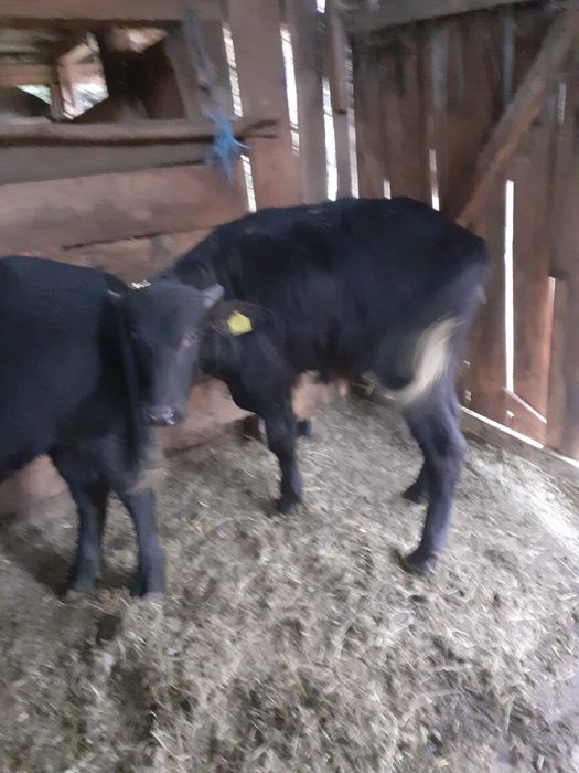 Vând viței de bivol