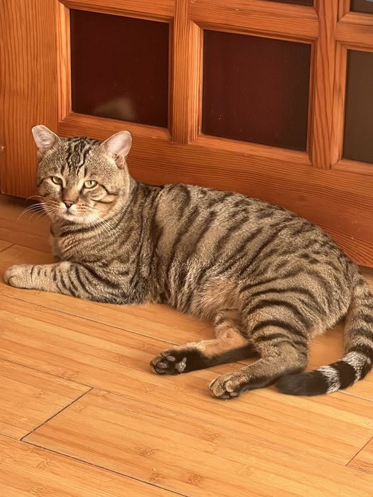 Пристраивается котик