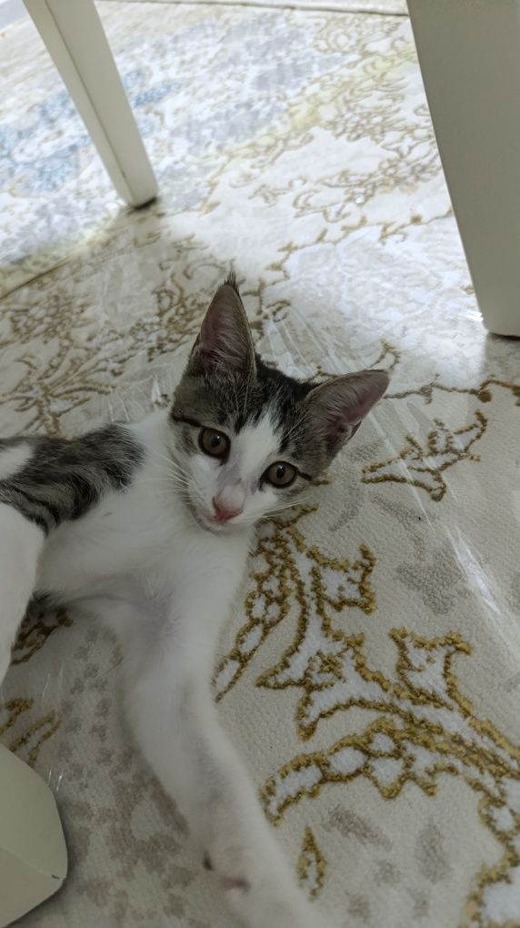 Кошка жаннета на хорошие руки