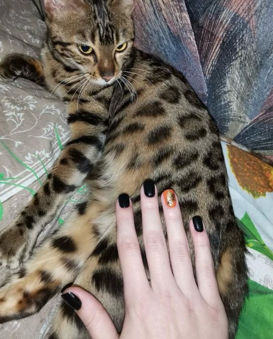 Бенгальская кошка
