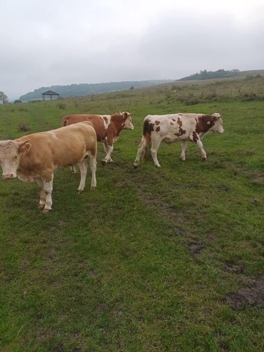 De vânzare 3 tăuraṣi de 1 an jumate 16 lei/kg