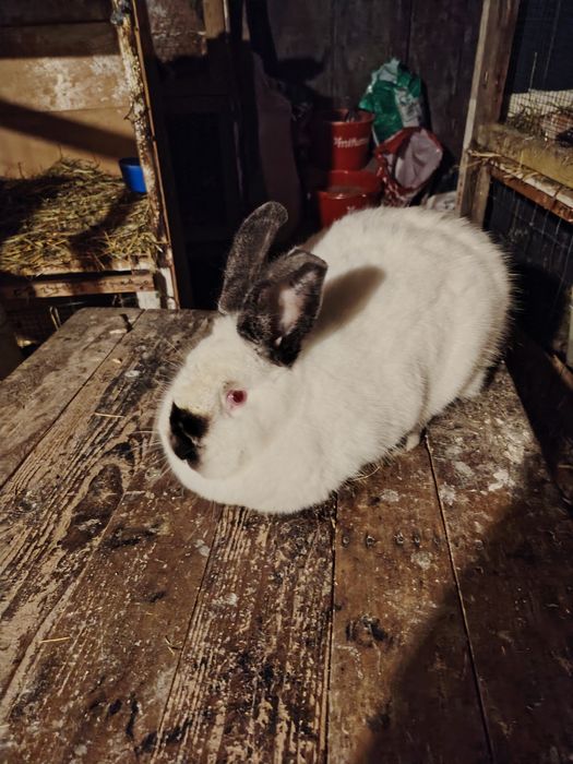 Vând femelă californian