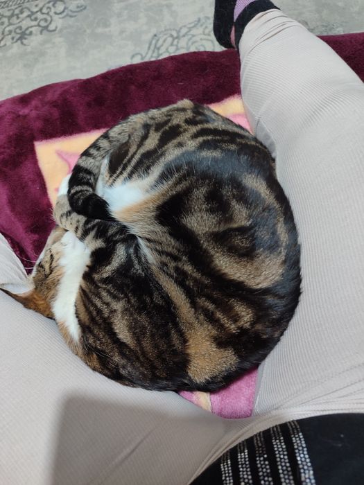 Пушистик в хорошие руки