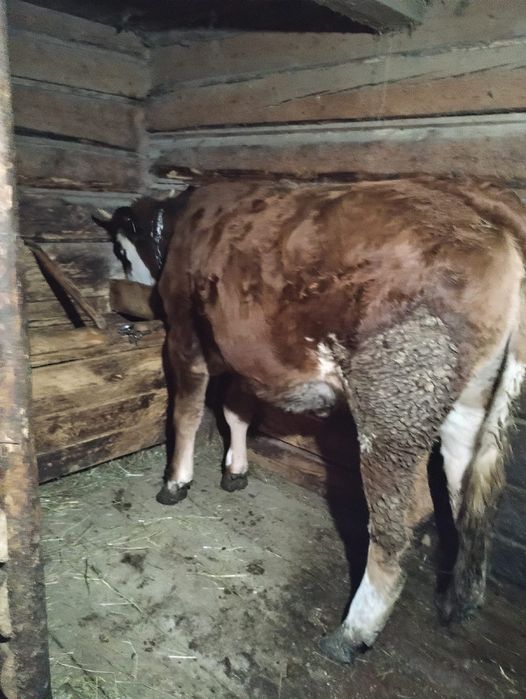 Vand vițea de bălțată