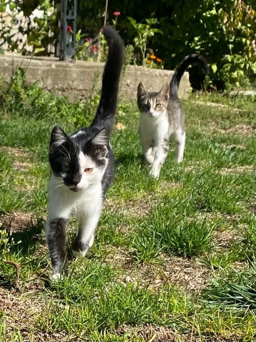 Подарявам малки котенца