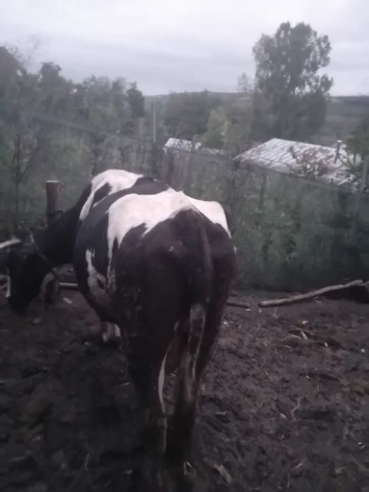 Vând vacă  mai multe detalii la telefon