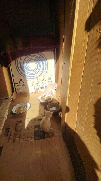 Подарявам 3 мъжки котенца