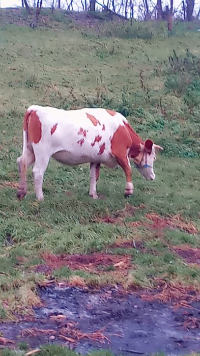 De vânzare o vacă la a doua fătare gestantă în 8 luni foarte frumoasa