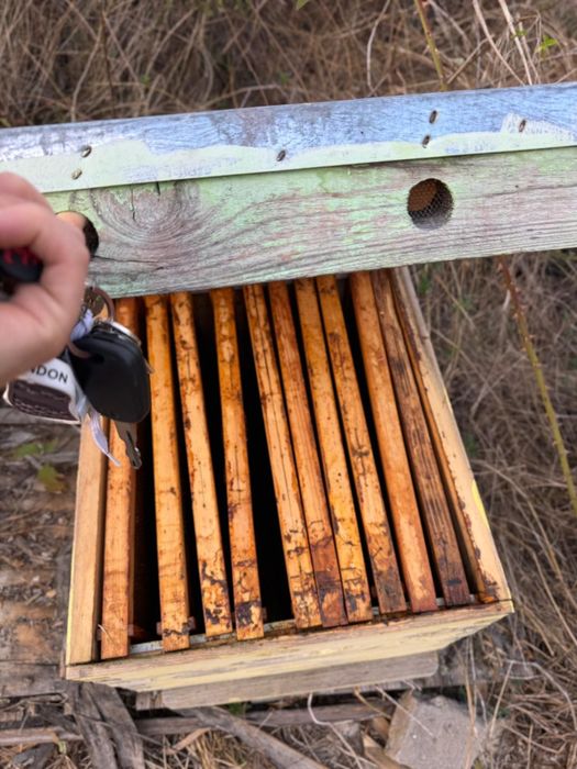 Пчелни кошери Даданблат употребявани