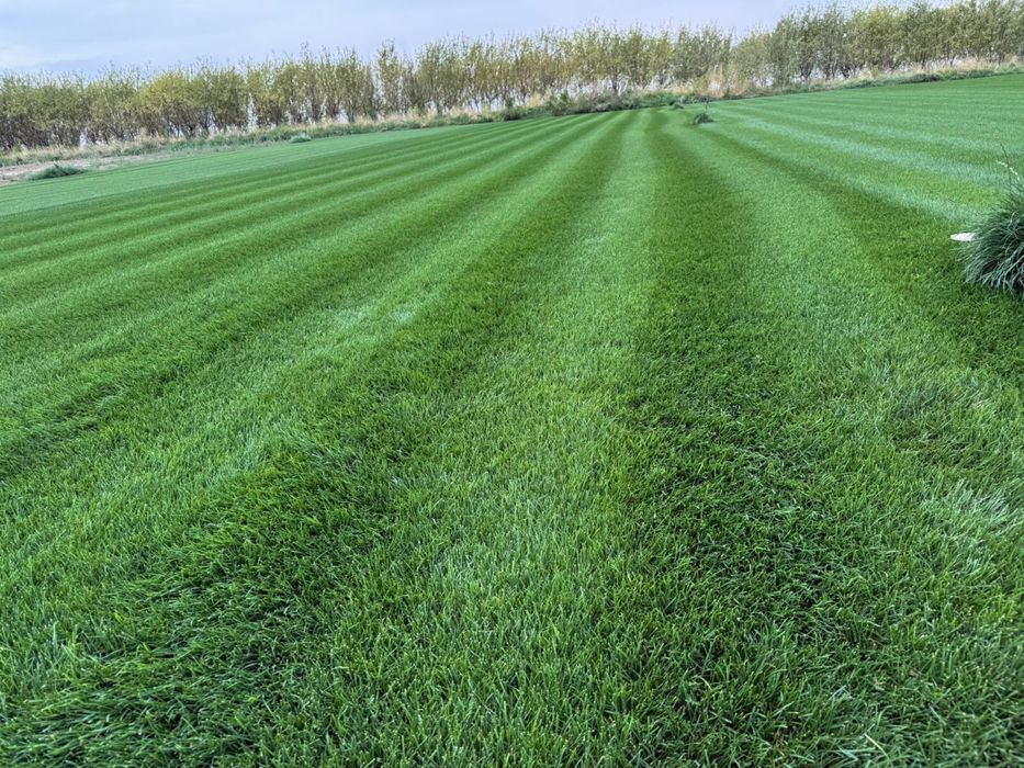 ОТ ПИТОМНИКА Готовый рулонный газон Дерн Озеленение