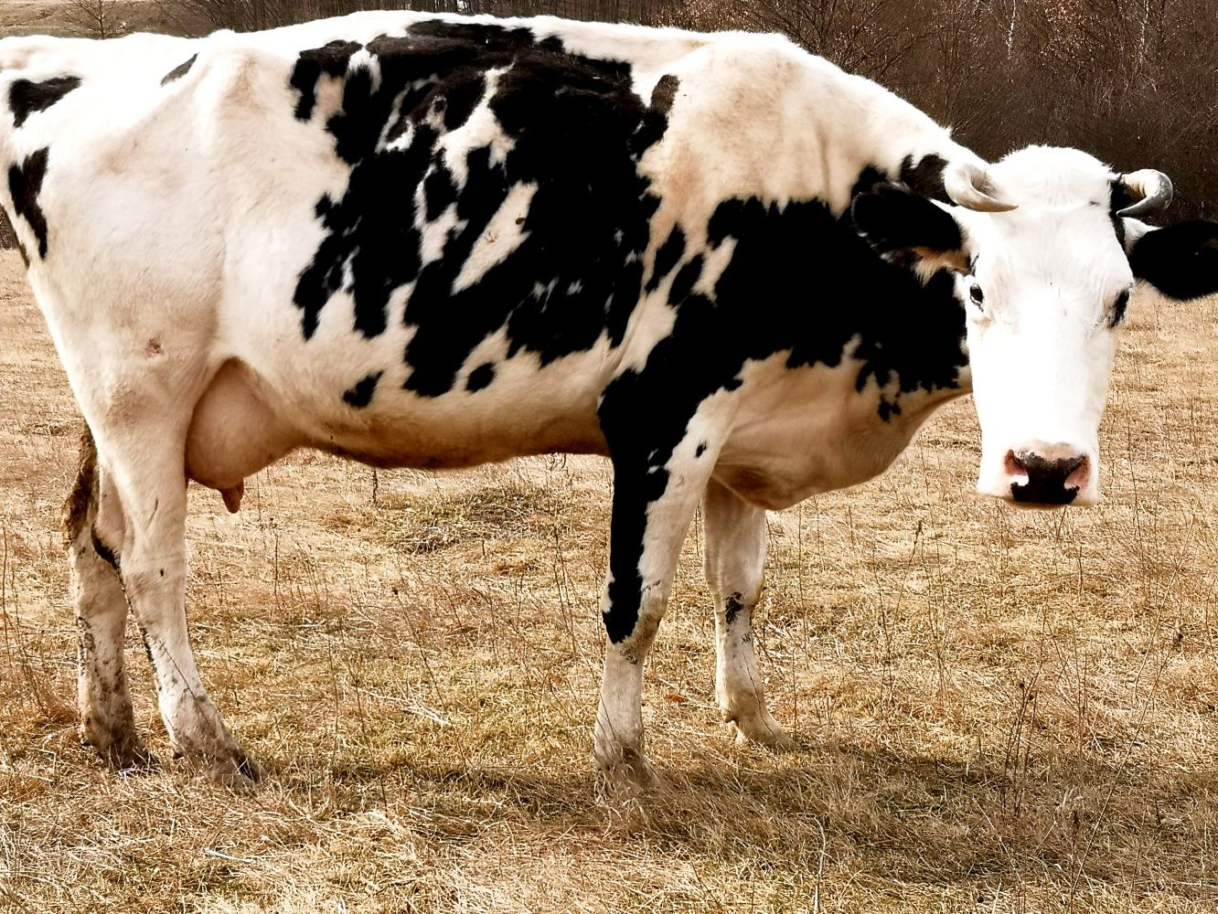 De vânzare vacă holstein foarte bună de lapte