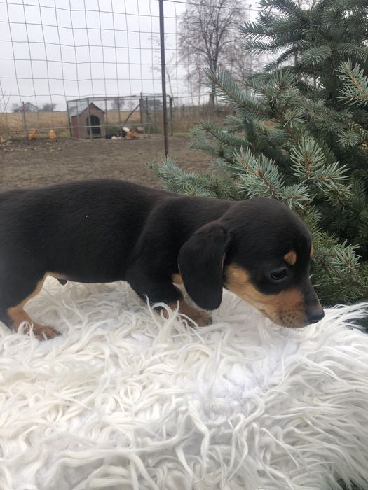 “Cătel teckel”….