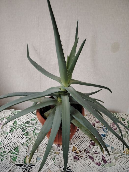 Продам Алоэ. Красула (толсянка)