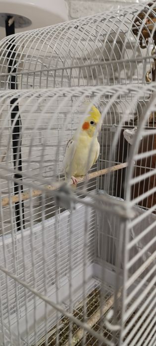 Социална Корема с голяма клетка