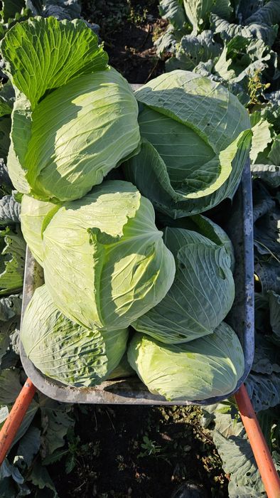 Varza plata si varza rotundă,  hibrizi