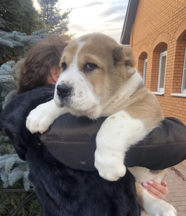 Алабай Сао щенята Алабая Тобет Сао