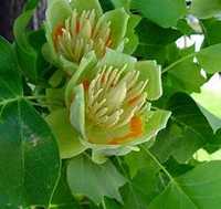 Arbore de lalea- Liriodendron