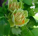 Arbore de lalea- Liriodendron