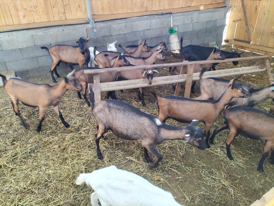 Alpina franceza schimb cu vaci,vitei