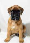 Pui Boxer cu Pedigree