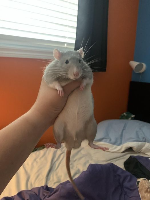 Sobolani dumbo de companie