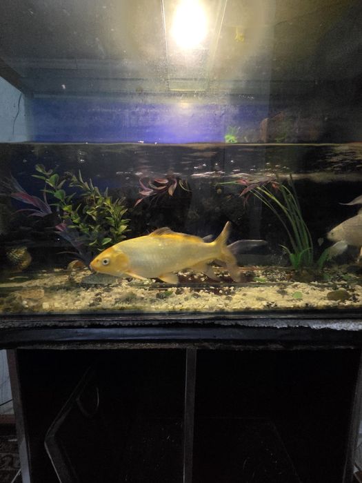 Srochna soriladi baliqlar 4 dona 150 mingdan