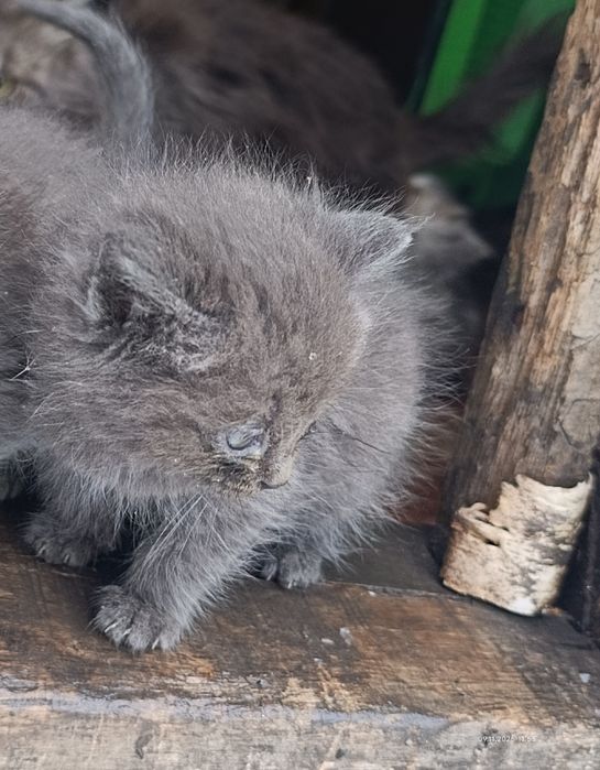 Отдам котят в заботливые руки