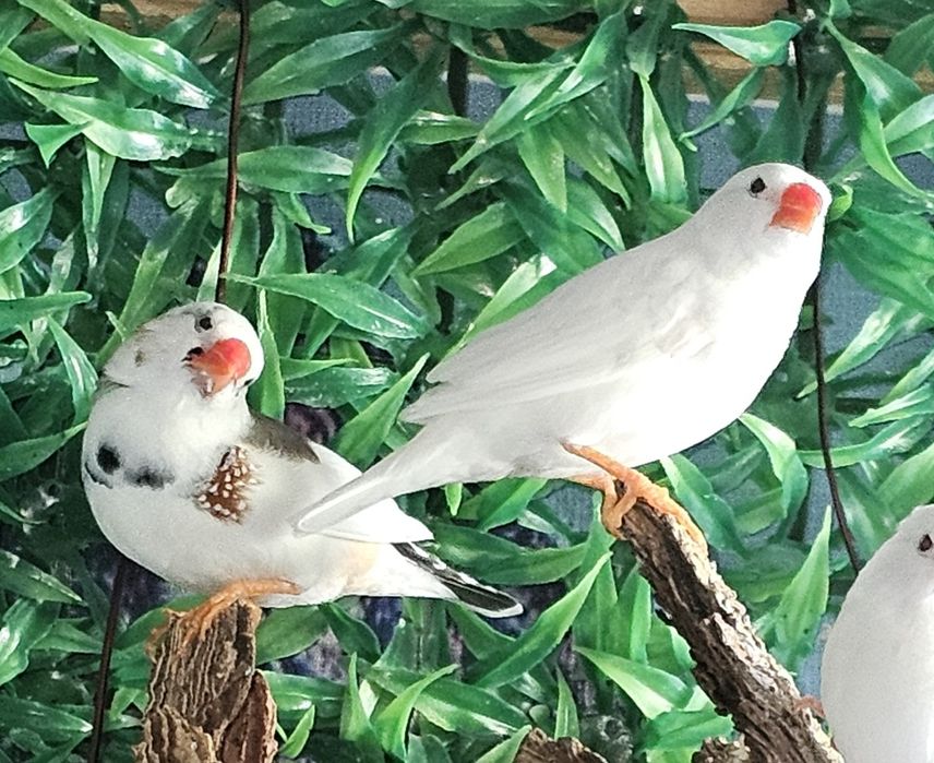 Продам птичек амадин