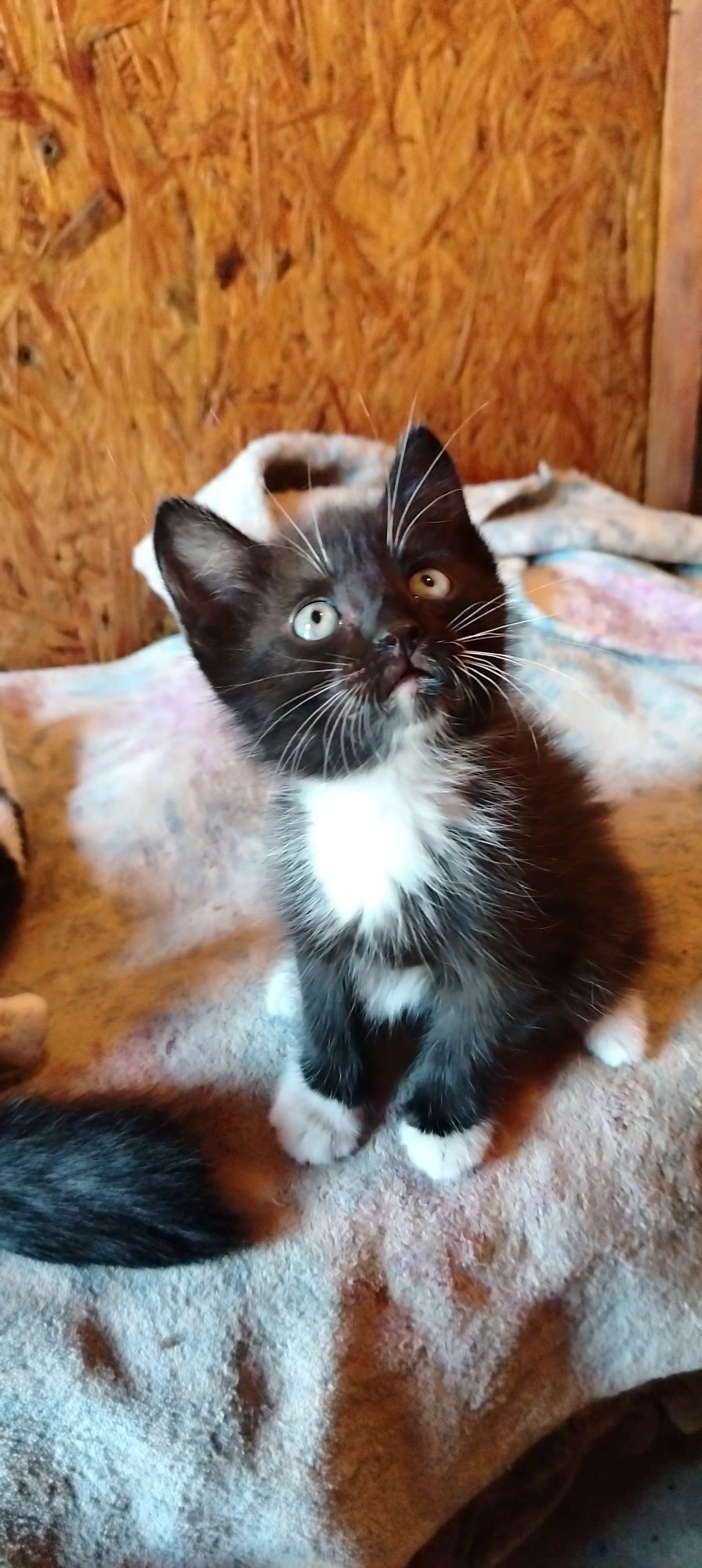 Котенок (девочка)