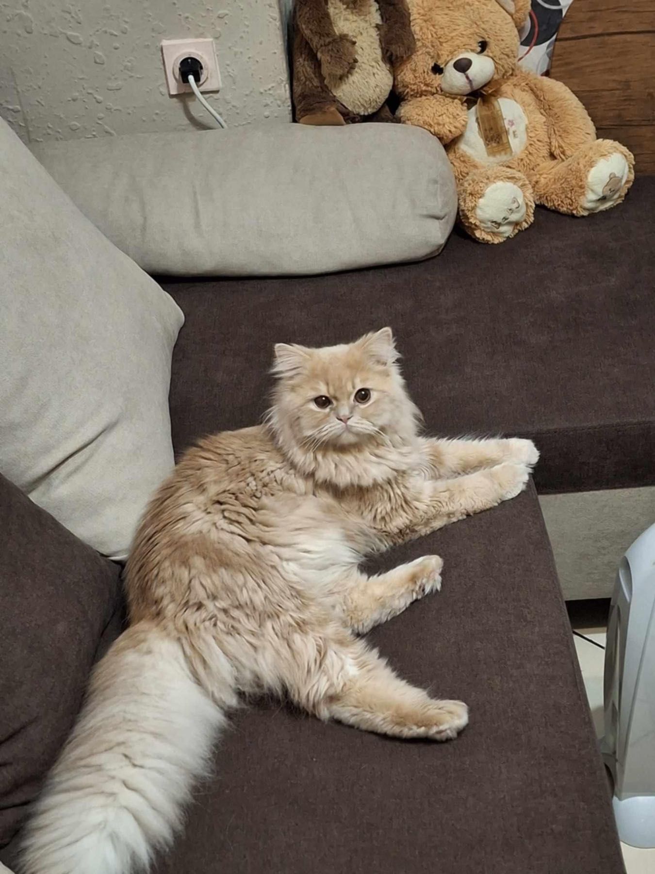 Персийски котенца