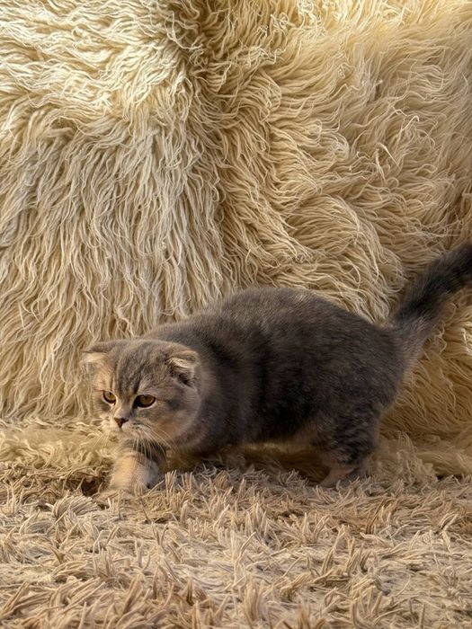 Срочно Продаётся Шотландских молодой парень