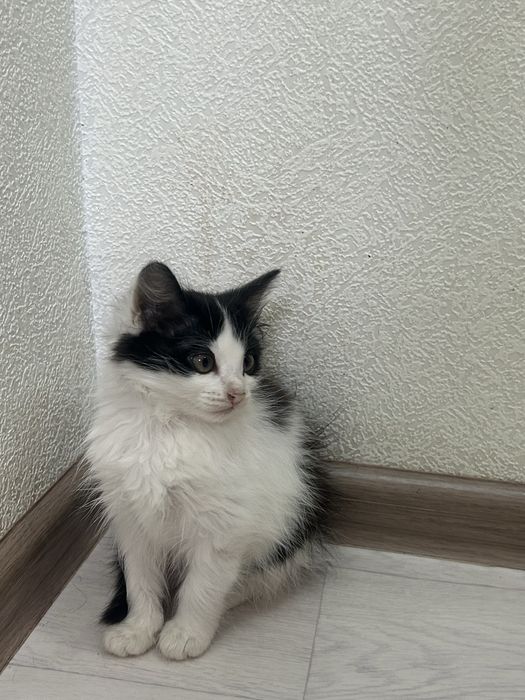 Отдам в добрые руки, котят