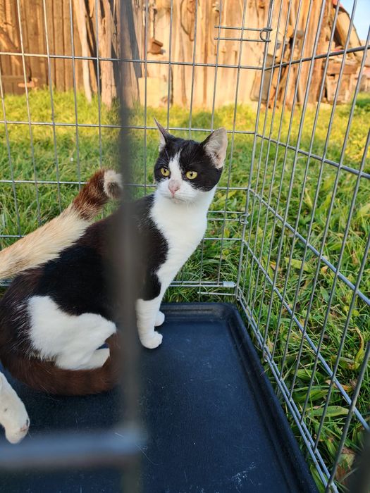 Pisici sterilizate, deparazitate si vaccinate